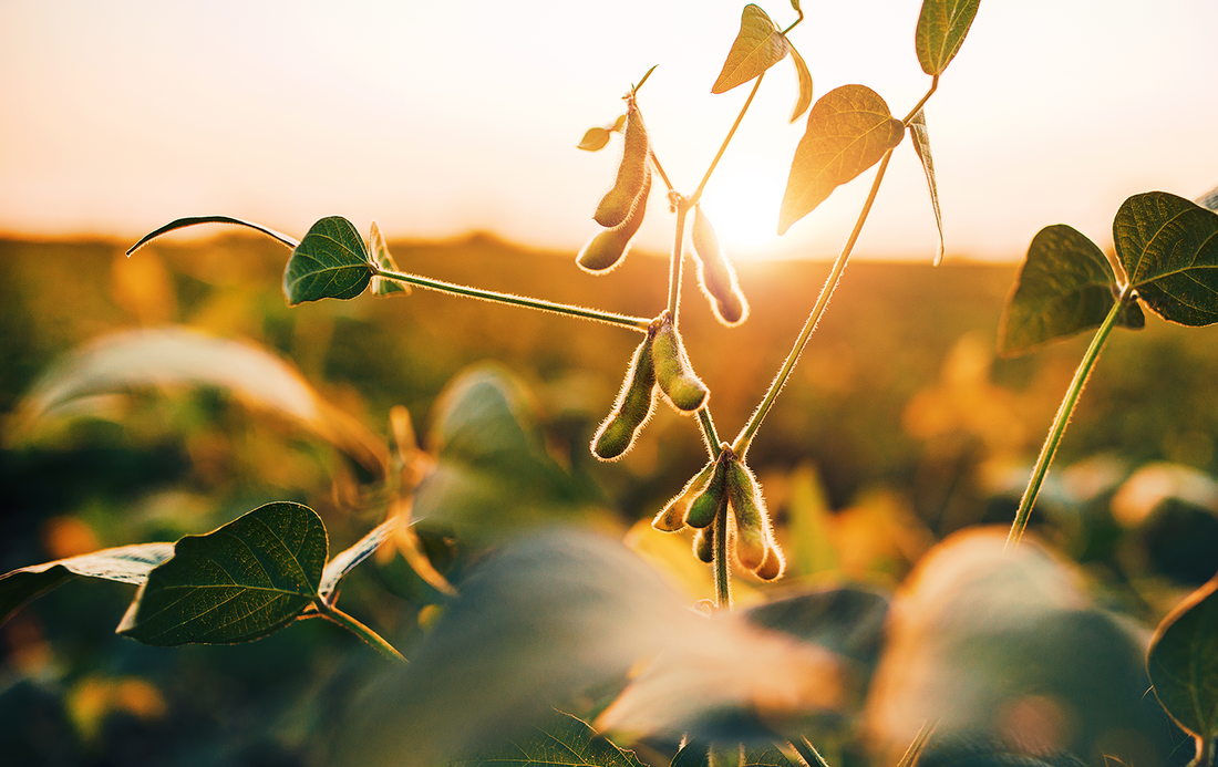 Soybeans in a golden sunset