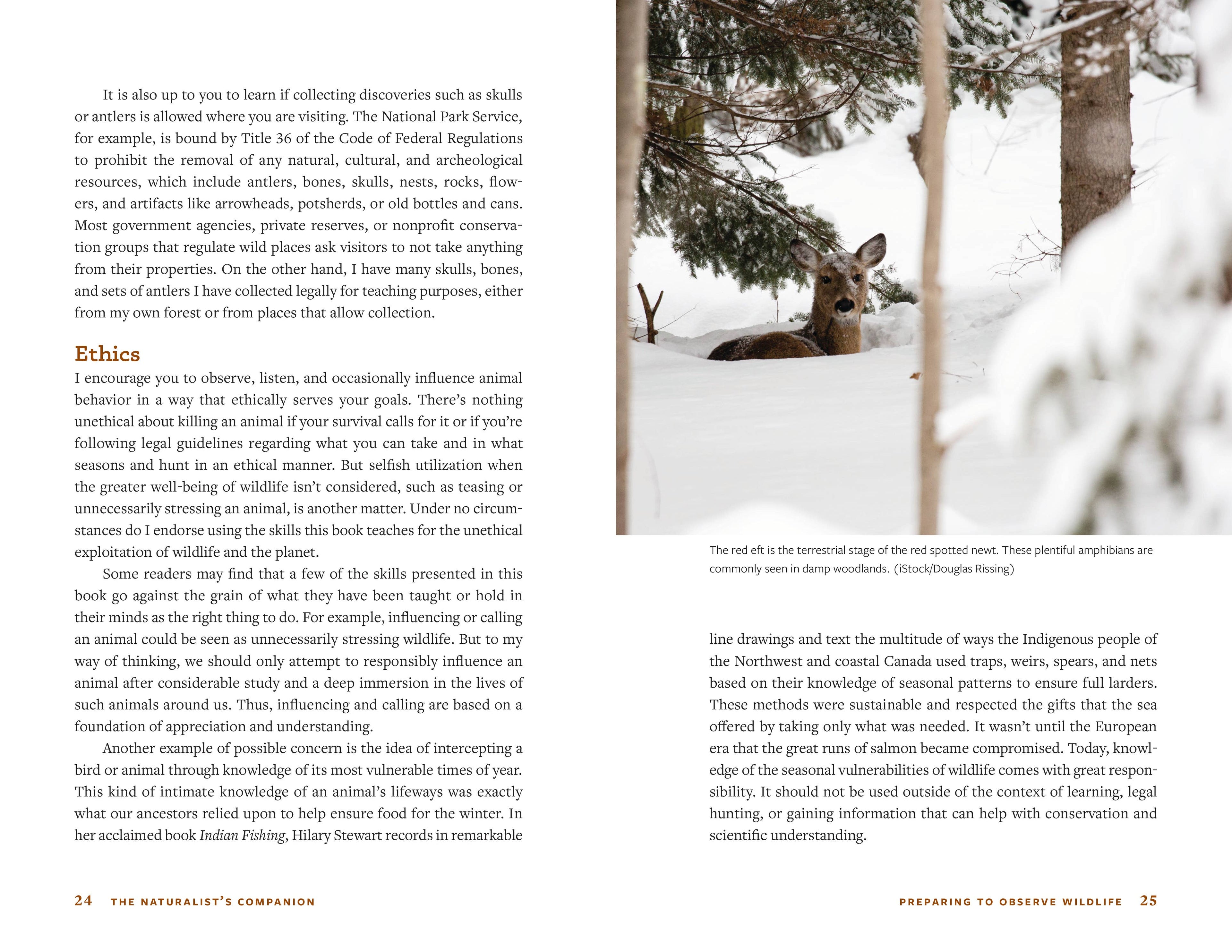 Deer in a snowy forest with text on ethics and wildlife observation.