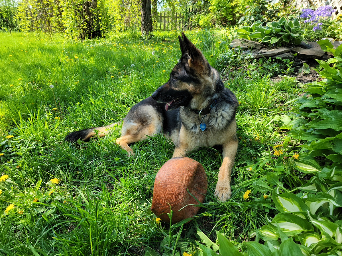 Lily Von Hammersmarch, a German Shepherd dog lying on grass next to a basketball, with the dog's tongue out and ears perked up. The setting is outdoors in a garden.